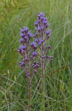 carphephorus paniculatus