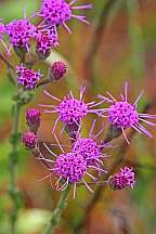 carphephorus tomentosa