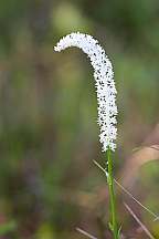 chamaelirium luteum fairywand