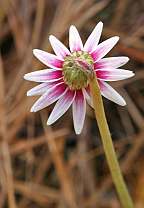 Chaptalia tomentosa Sun Bonnets