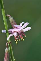 Cimicifuga americana Snakeroot