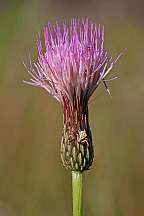 Cirsium sp thistle Crab spider