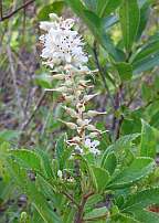 Clethra ainifolia Sweetpepper Bush