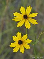 Coreopsis linifolia
