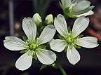 Dionaea muscipula