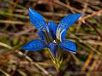 Gentiana autumnalis