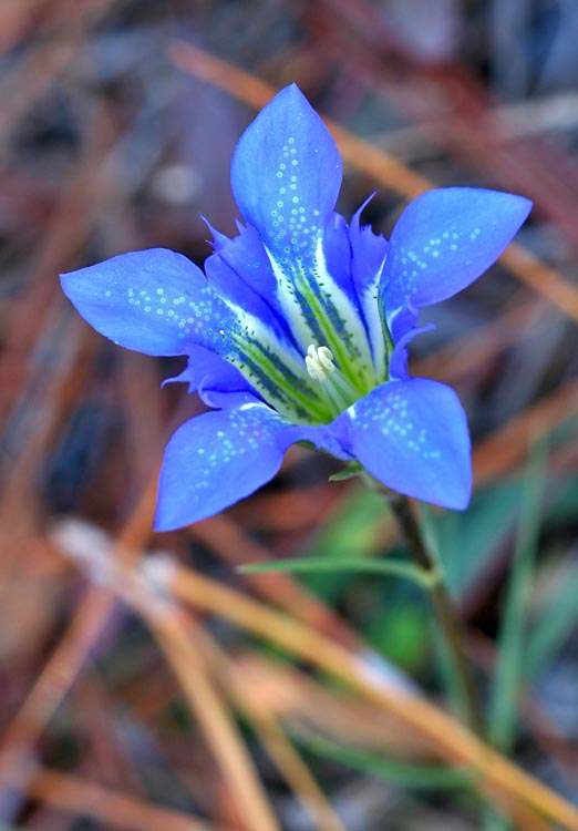 Gentiana autumnalis