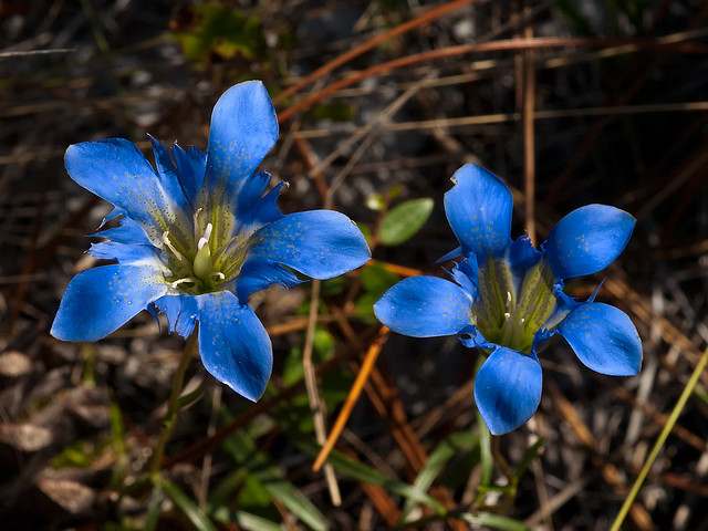Gentiana autumnalis