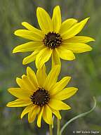 Helianthus angustifolis