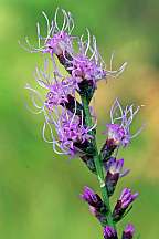Liatris cylindracea Prarie Star
