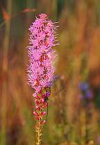 Liatris spicata Blazingstar