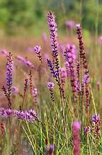 Liatris spicata Blazingstar plants