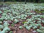 lichen covering the ground