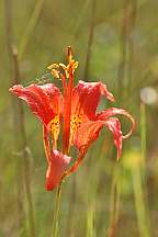Lilium catesbaei Pine Lilly