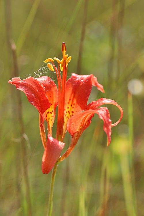Lilium catesbaei Pine Lilly