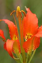 lilium catesbaei pine lilly close