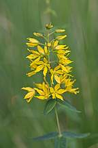 Lysimachia asperulaefolia