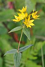 Lysimachia asperulaefolia
