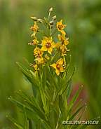 Lysimachia loomsii Carolina Loosestrife