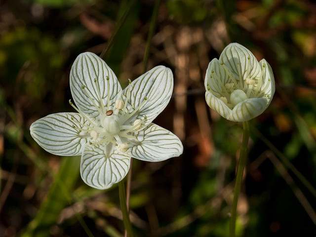 Parnassia caroliniana