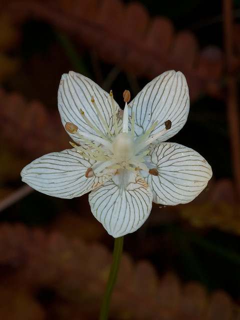 Parnassia caroliniana