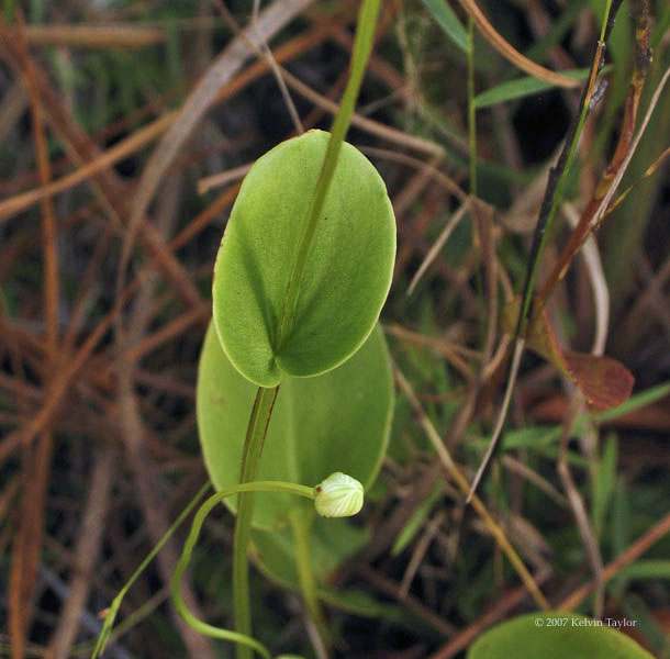 Parnassia caroliniana
