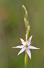Pleea tenuifolia