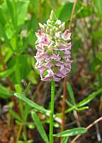 Polygala cruciata Drumheads