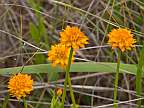 Polygala lutea Orange Milkwort