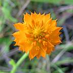 Polygala lutea Orange Milkwort