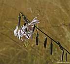 Prenanthes autumnalis Slender Snakeroot