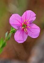 Rhexia alifanus Savanna Meadow Beauty