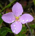 Rhexia petiolata closeup