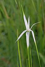 Rhynchospora latifolia White Star Grass