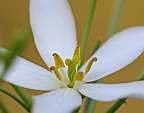 Sabatia difformis
