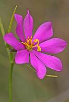 Sabatia gentianoides Pinewoods Rose