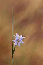 Sisyrinchium augustifolium Blue Star