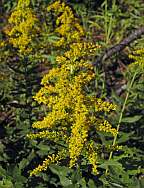 Solidago altissima Tall Goldenrod