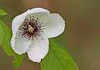 Stewartia malacodendron
