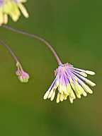 Thalictrum cooleyi