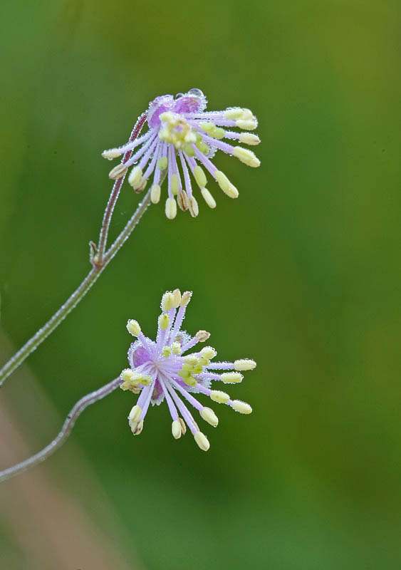 Thalictrum cooleyi