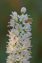 Tofieldia glabra