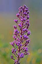 Trillisa paniculata Deers Tongue
