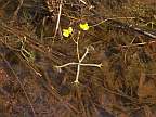Utricularia inflata