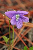 Voila palmata Early Blue Violet