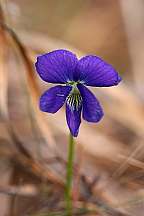 Voila palmata Early Blue Violet