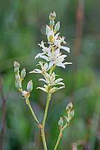 Zigadenusgla berrimus Death Camas