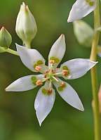 Zigadenusgla berrimus Death Camas