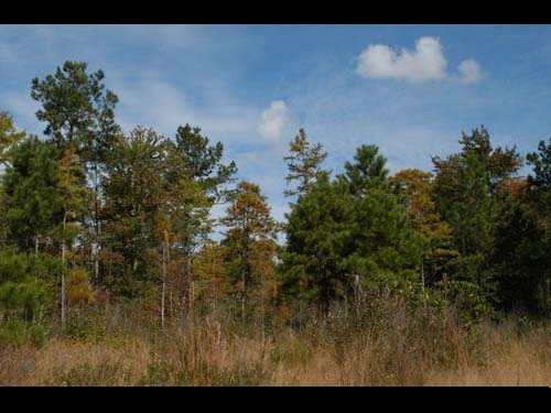 mrytle head savanna