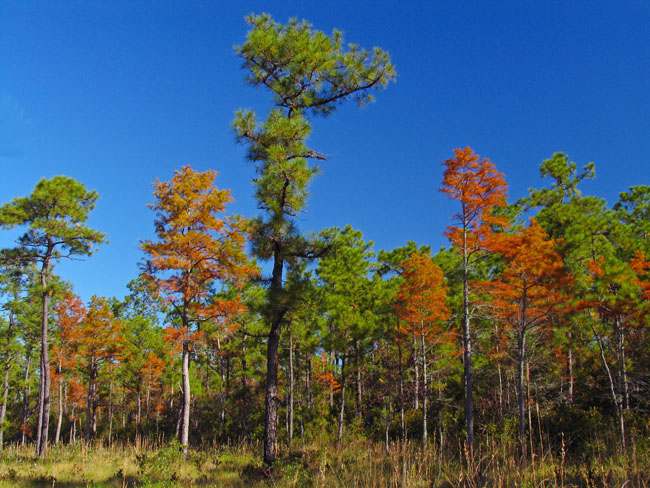 green swamp fall color